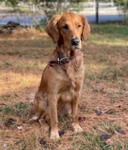 ADIRONDAC ZEOLITE ZOE