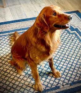 AUTUMN’S SUNKA LUTA “NACO” CGC MH51 RN