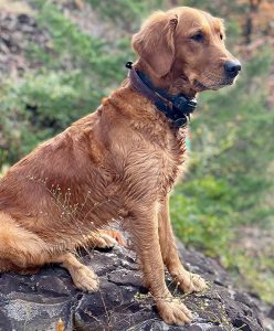 ADIRONDAC ZEOLITE ZOE