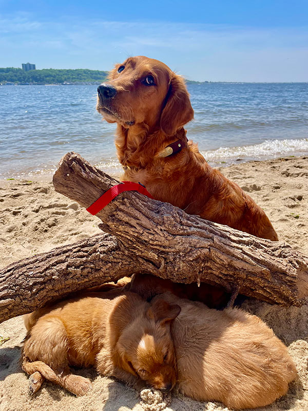 Zoe and pups-beach